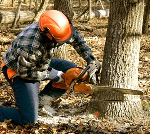 Tree Removal in Highland Home, AL